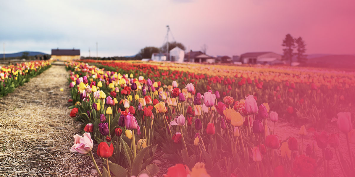 Northern Pennsylvania's Best U-Pick Tulip fields!