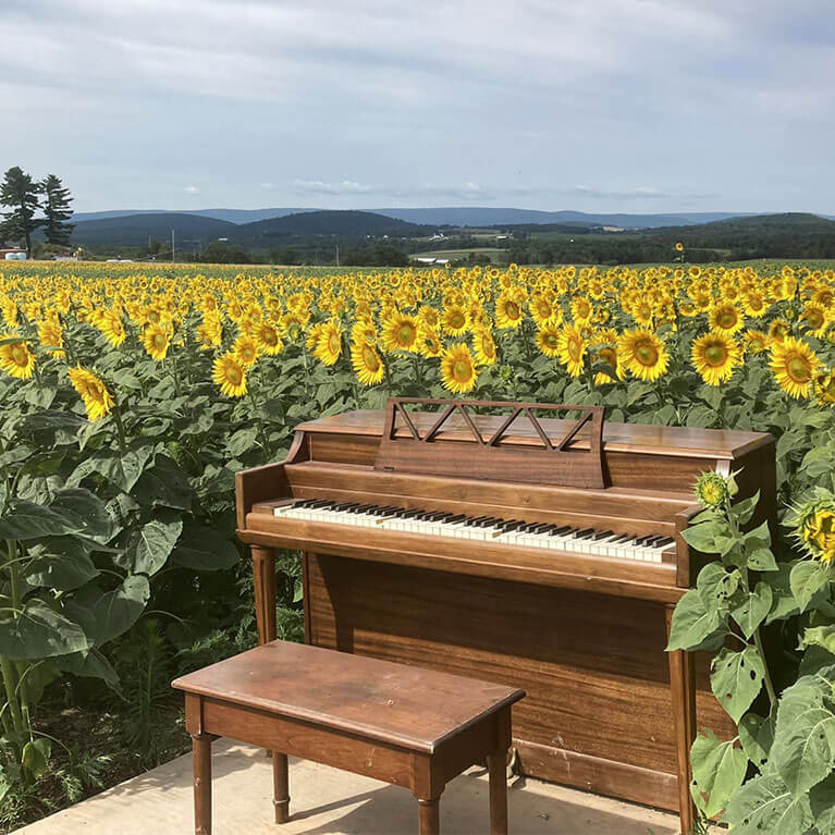 Explore the many photo opportunities we have nestled in our u-pick sunflower fields.