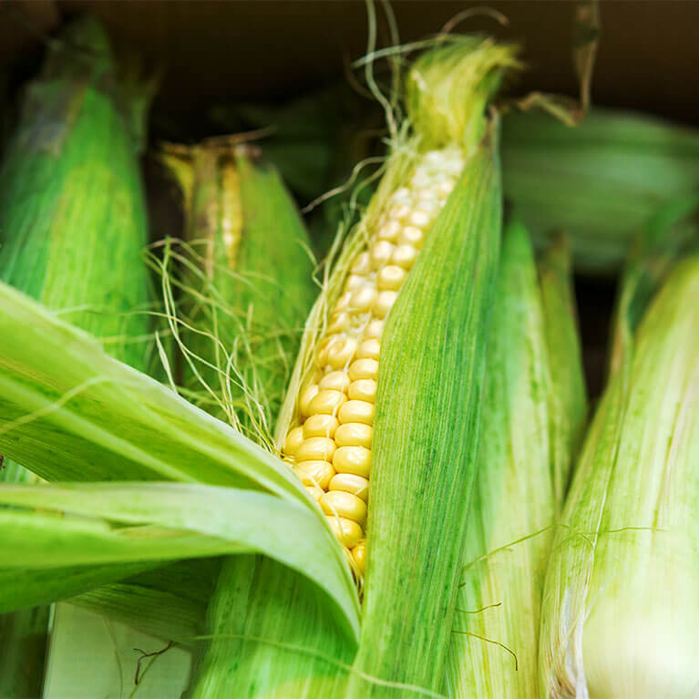 Enjoy farm fresh sweet corn picked fresh from our NEPA fields!