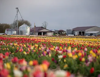 The Brown Hill Farms Tulip field during tulip season.
