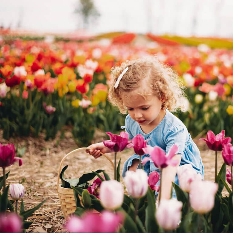 Explore our vibrant u-pick tulip fields to make a u-pick flower bouquet of your own this spring!