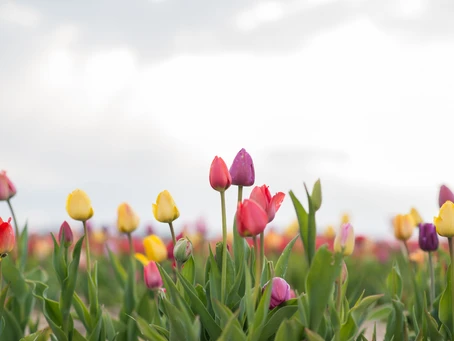 When is Tulip Season at Brown Hill Farms?