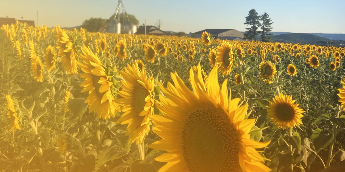 The U-cut Sunflower Field at Brown Hill Farms in Tunkhannock, PA.