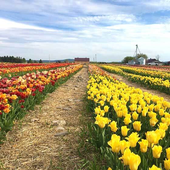 Explore our beautiful tulip fields during our u-pick tulip festival each spring.