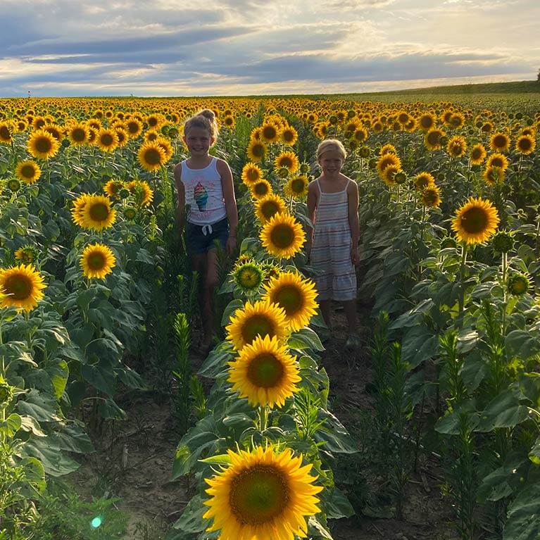Explore our towering sunflower fields this August at Brown Hill Farms!